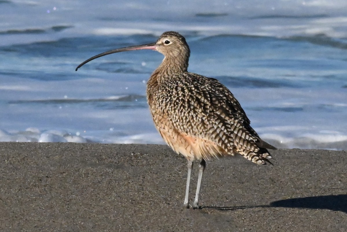 Американский кроншнеп - ML645738913