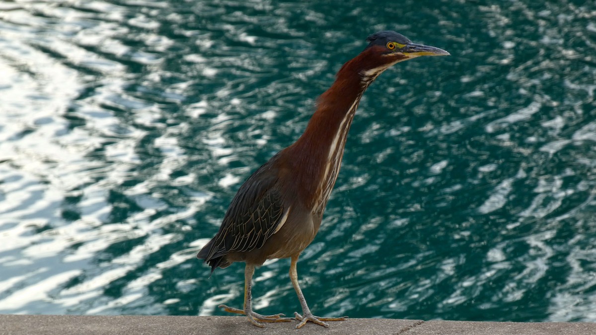 Green Heron - ML645738914