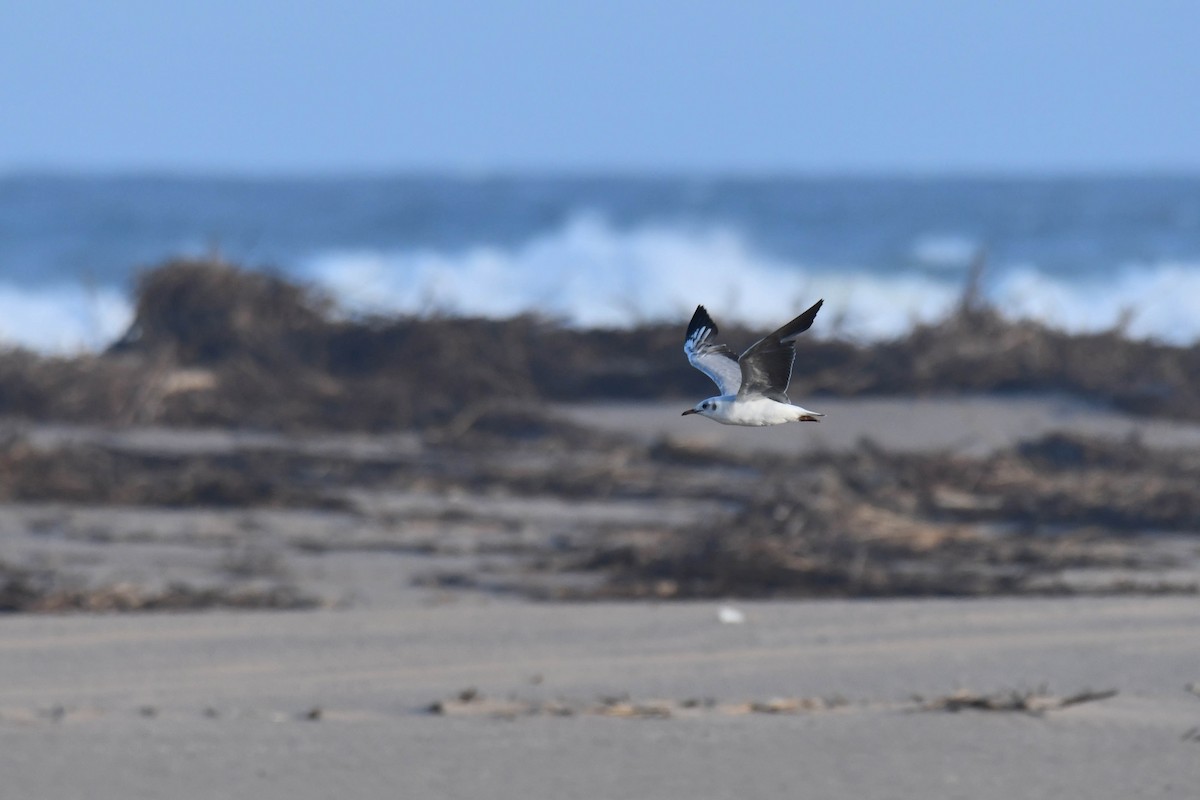 Мартин сіроголовий - ML645738924