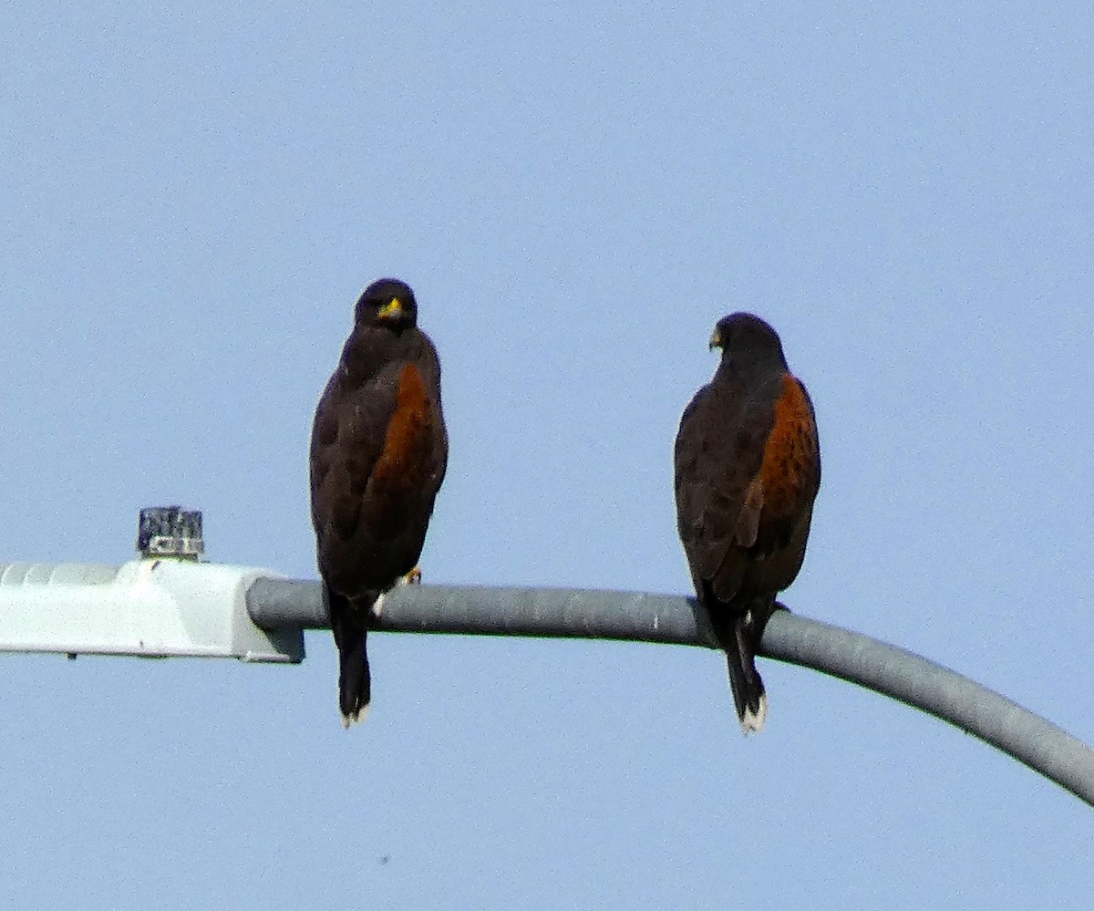 Harris's Hawk - ML645738932