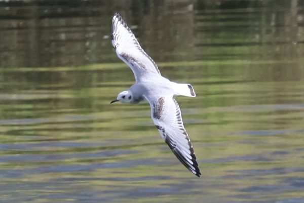 Bonaparte's Gull - ML645738937