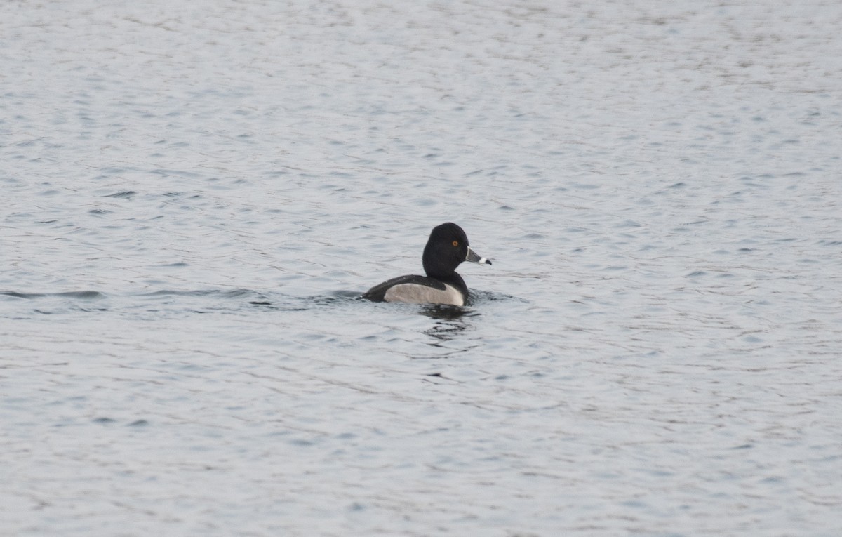 Ring-necked Duck - ML645738938