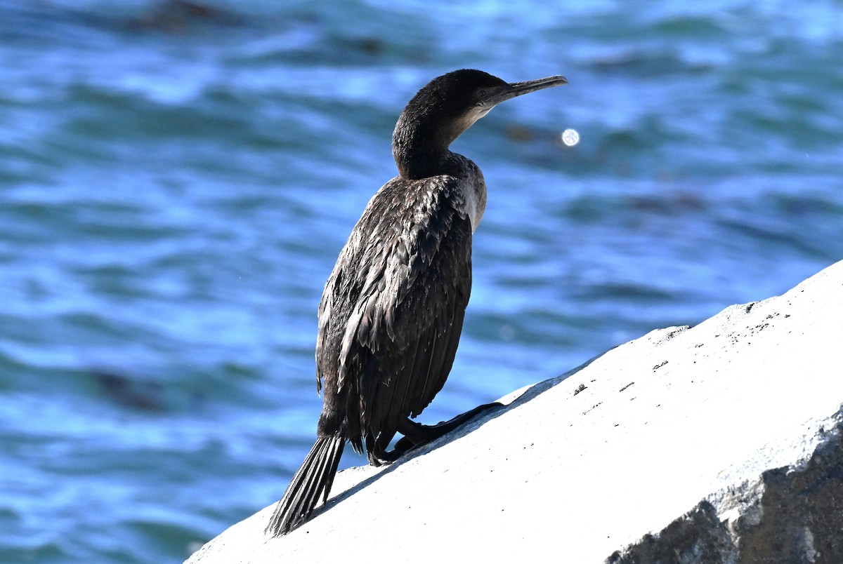 Синегорлый баклан - ML645738941