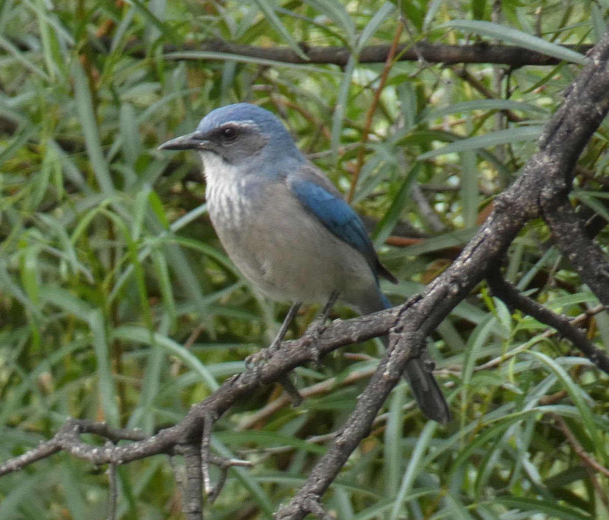 Woodhouse's Scrub-Jay - ML645738944