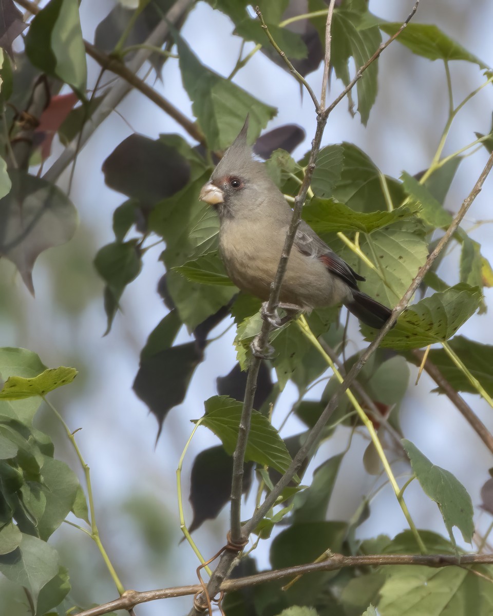 Pyrrhuloxia - ML645738949