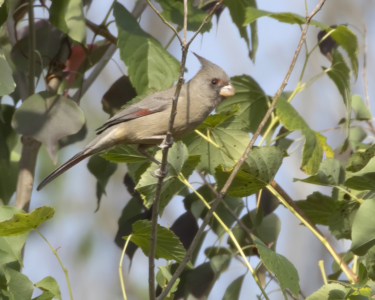 Pyrrhuloxia - ML645738950