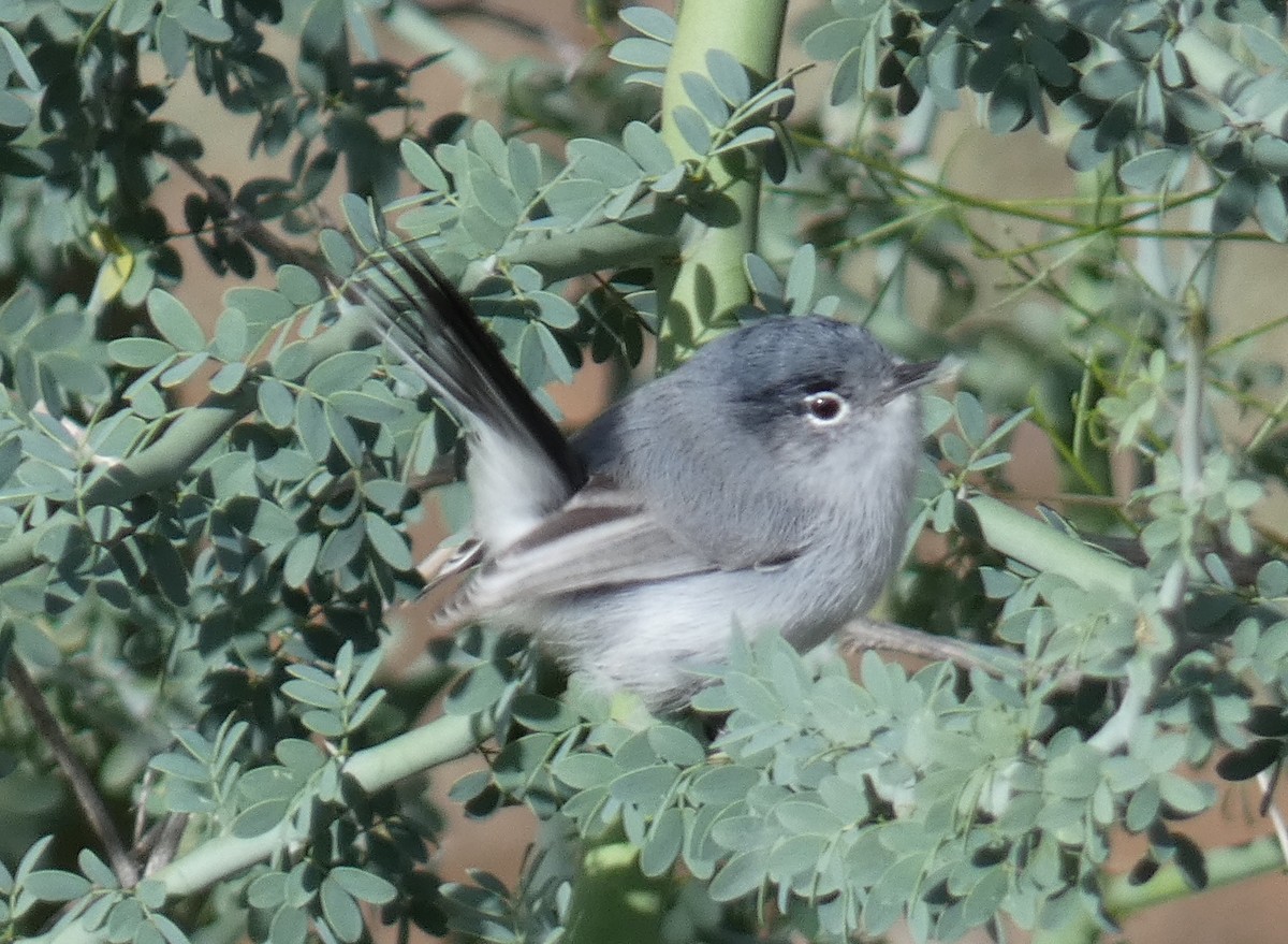 Black-tailed Gnatcatcher - ML645738952