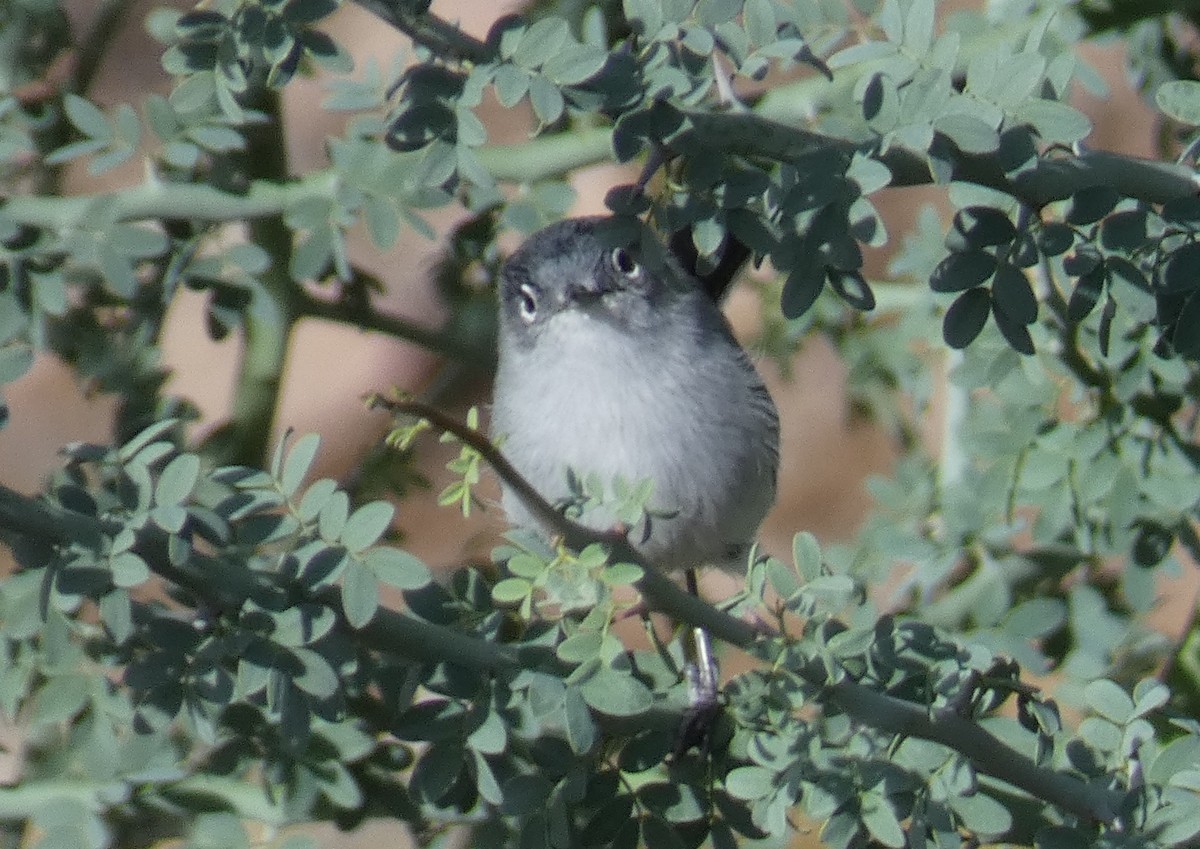 Black-tailed Gnatcatcher - ML645738958