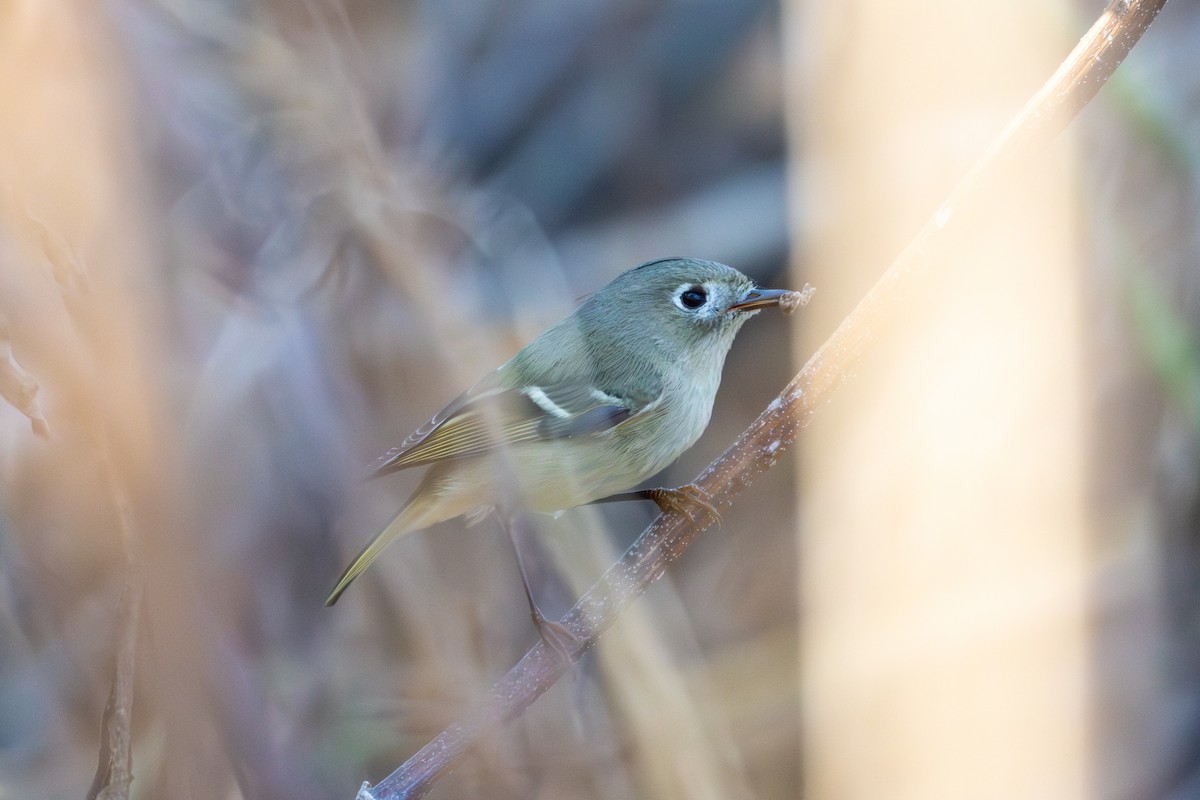 Ruby-crowned Kinglet - ML645738959
