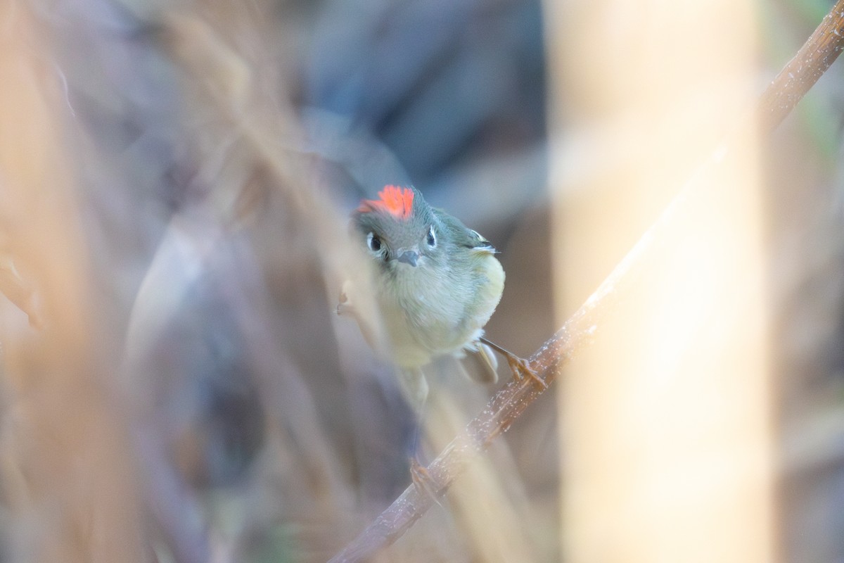 Ruby-crowned Kinglet - ML645738960
