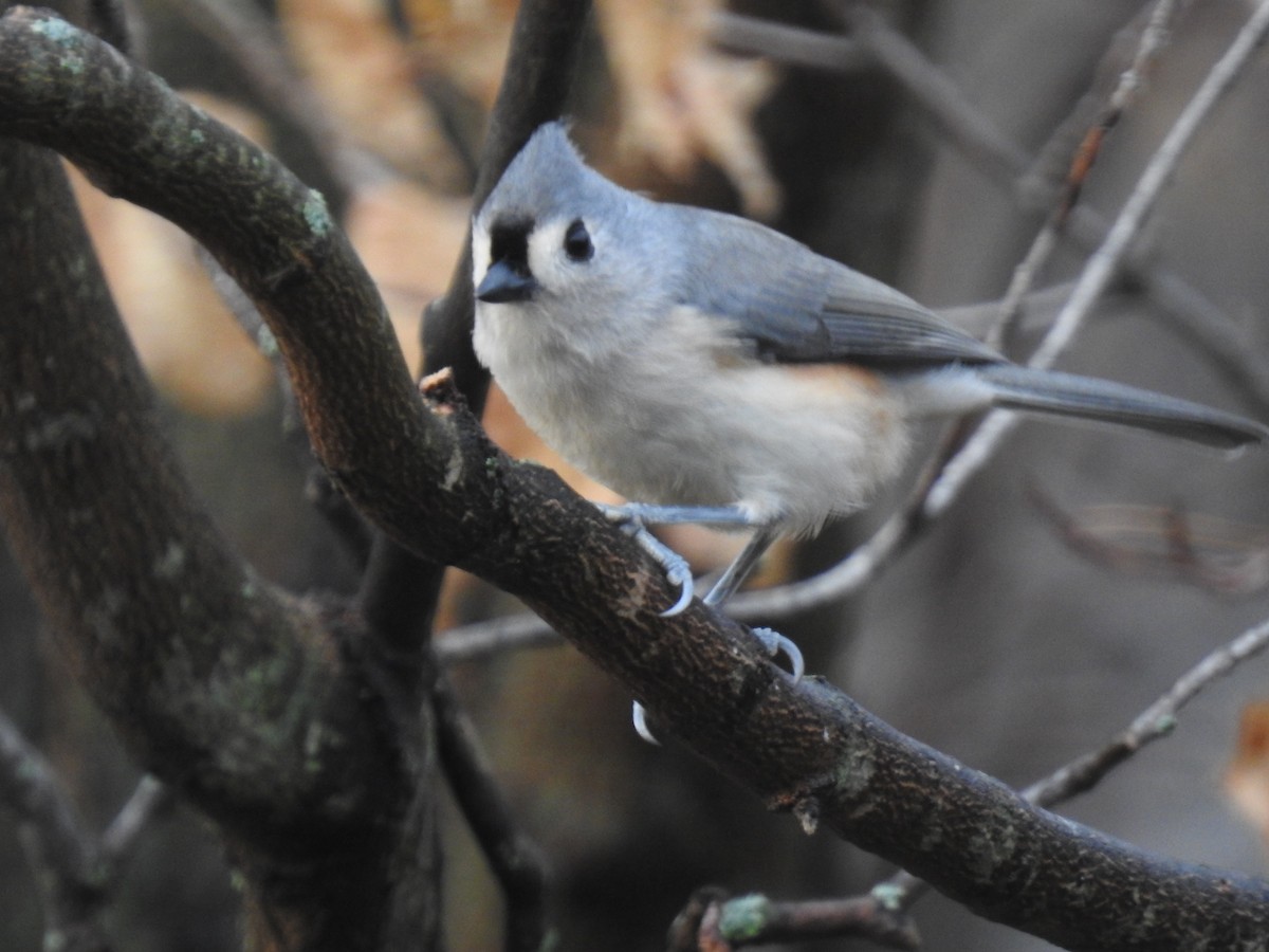 Tufted Titmouse - ML645738962