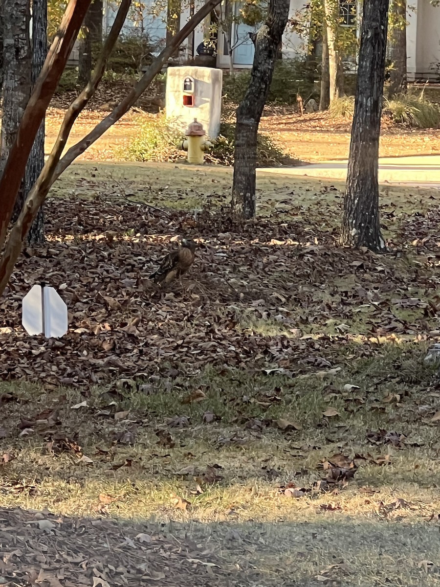 クーパーハイタカ - ML645738963