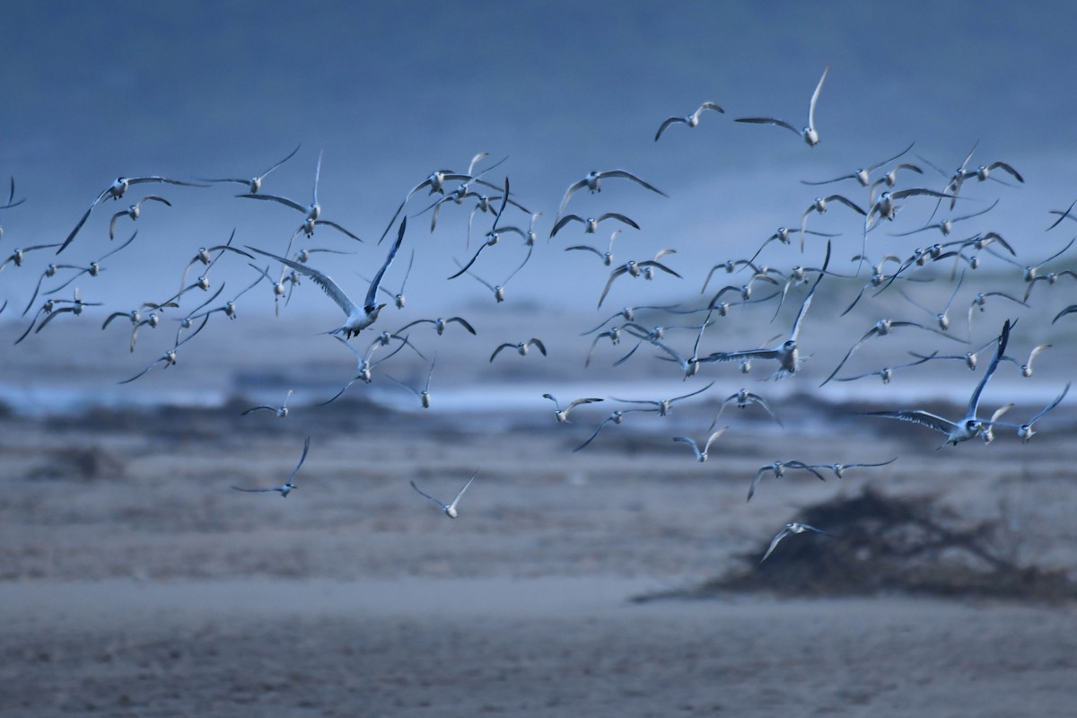 オオアジサシ - ML645738974