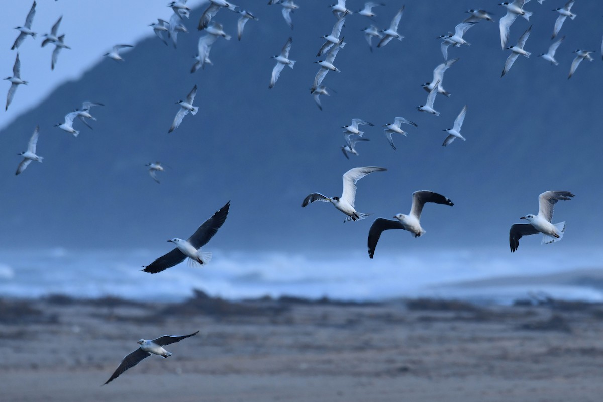 オオアジサシ - ML645738975