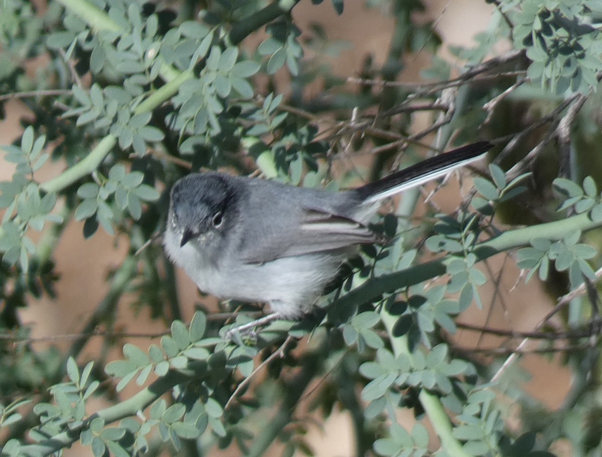 Black-tailed Gnatcatcher - ML645738976