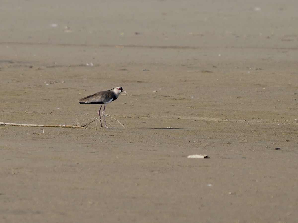 ナンベイタゲリ - ML645738979