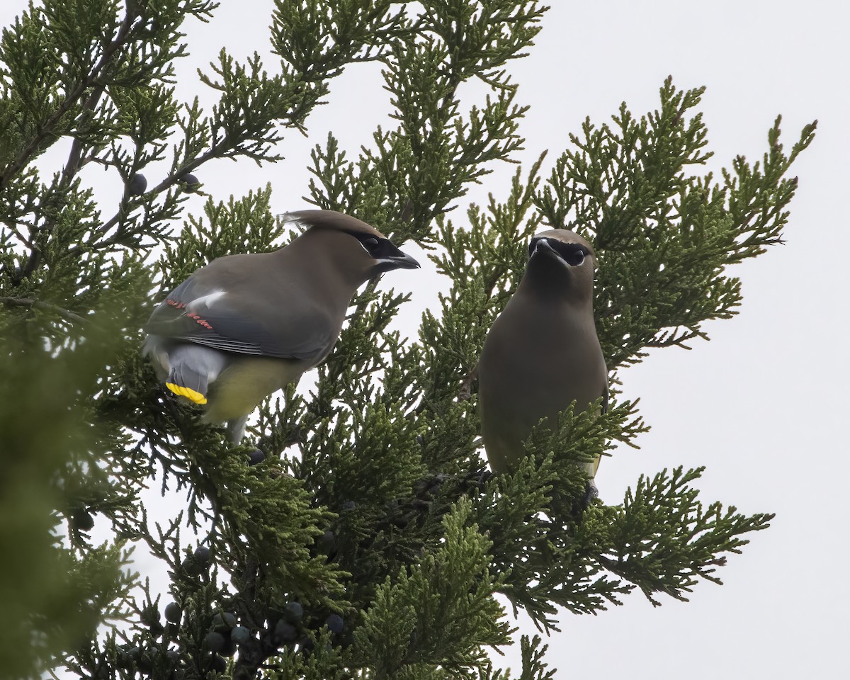 ヒメレンジャク - ML645738980