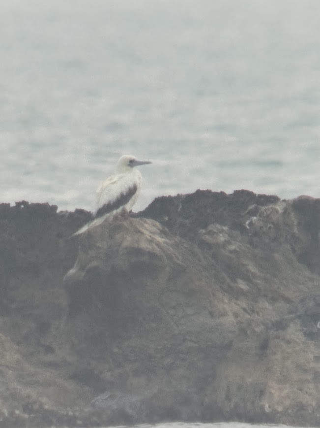 アカアシカツオドリ - ML645738982