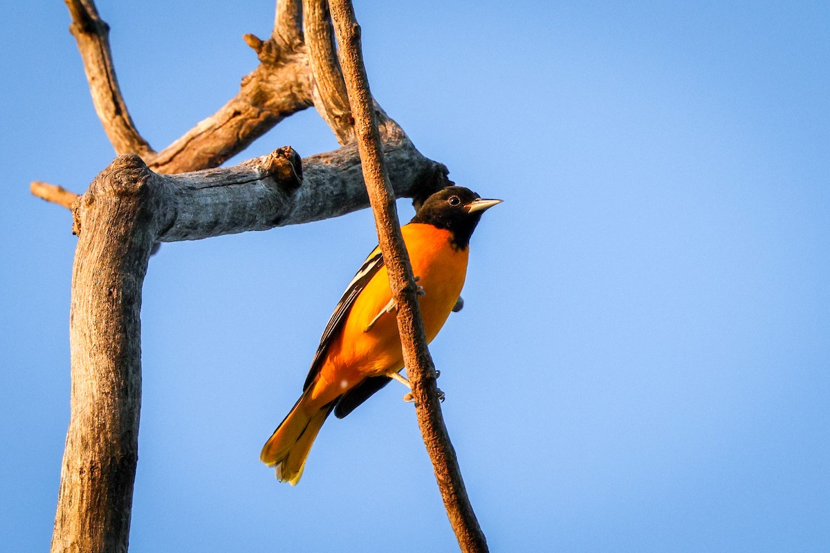 ボルチモアムクドリモドキ - ML645738983