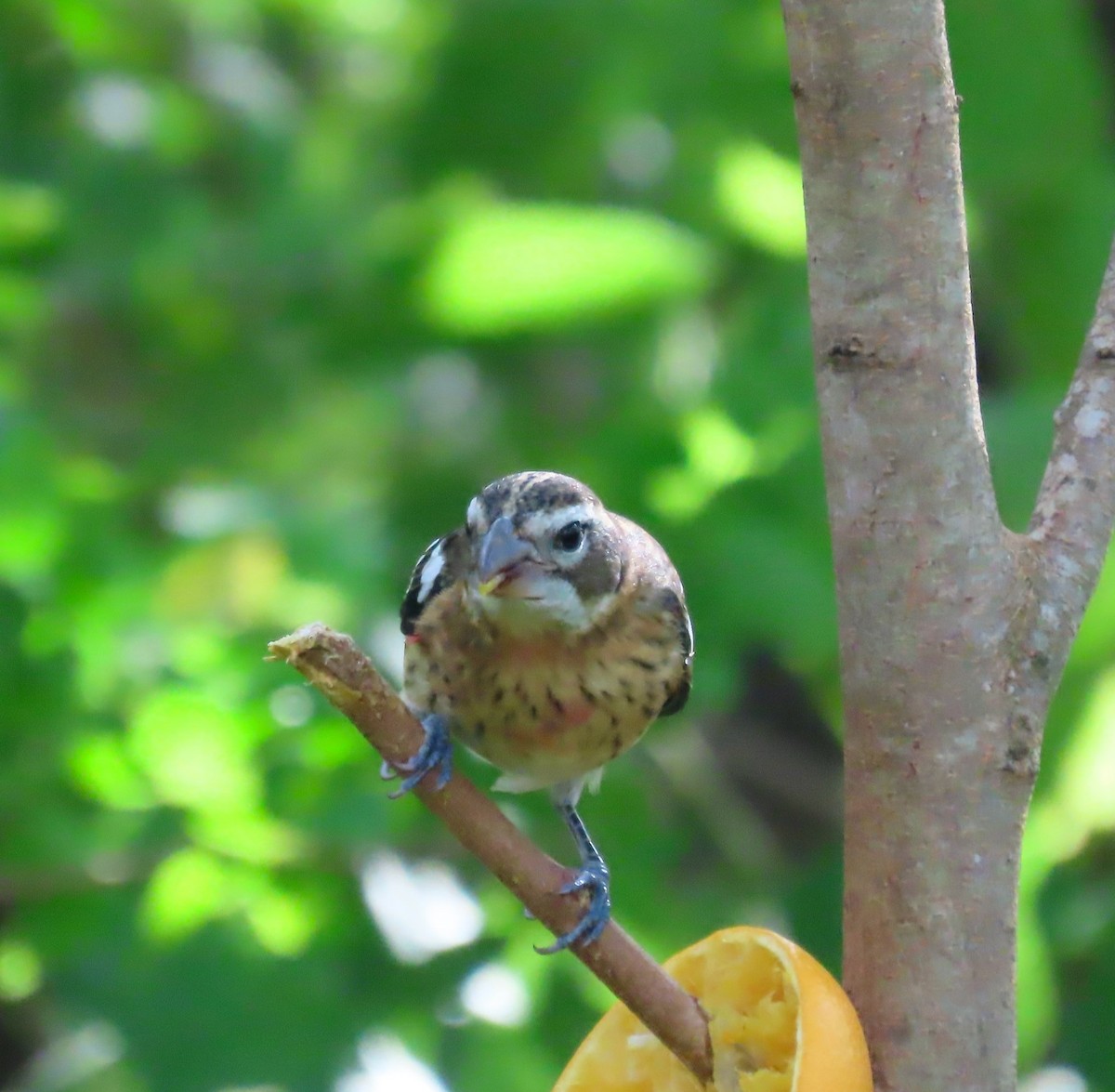 ムネアカイカル - ML645738984