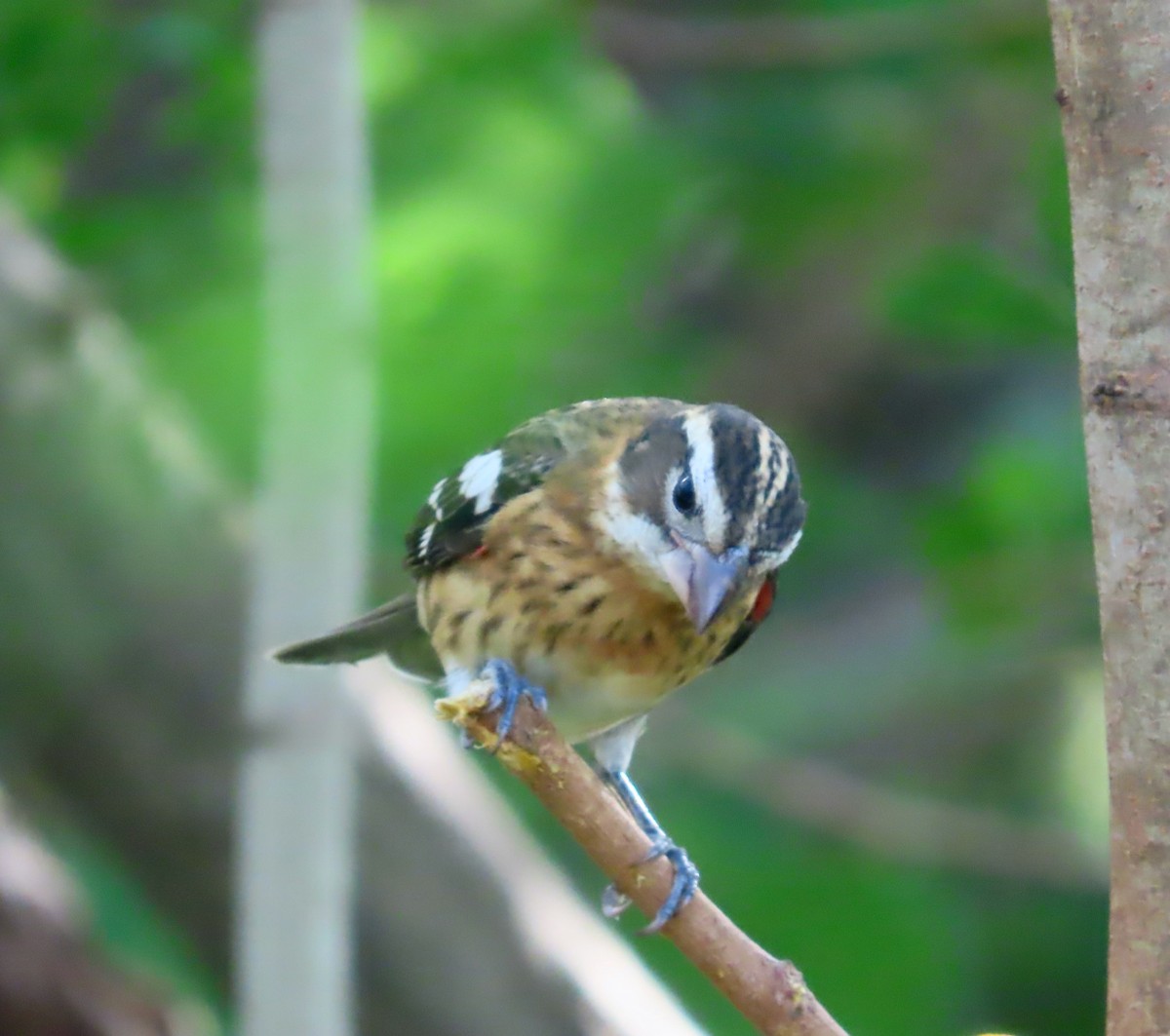 ムネアカイカル - ML645738985