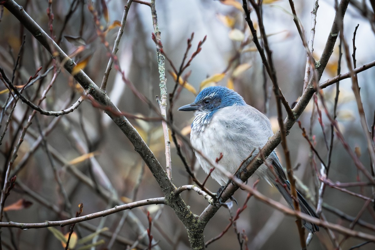 カリフォルニアカケス - ML645738988