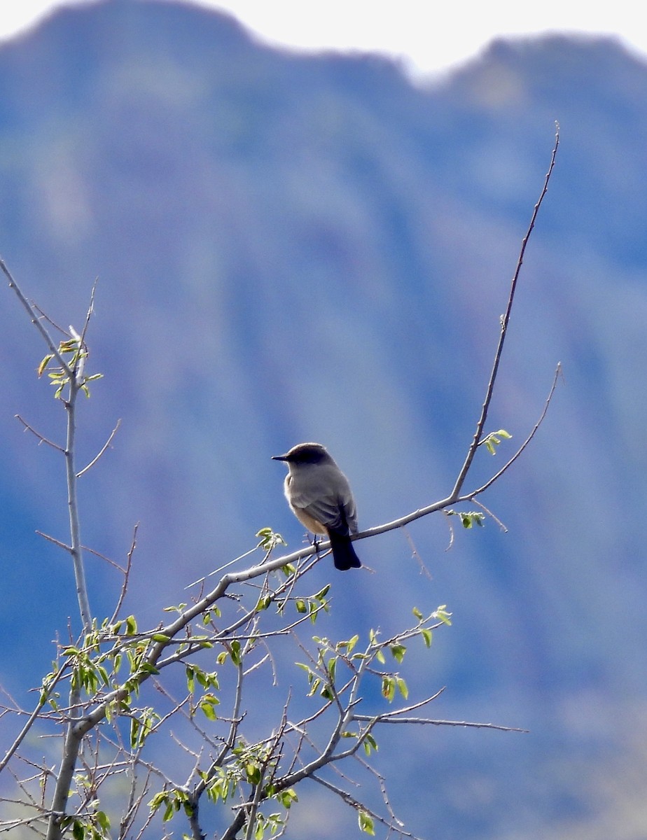 チャイロツキヒメハエトリ - ML645738989