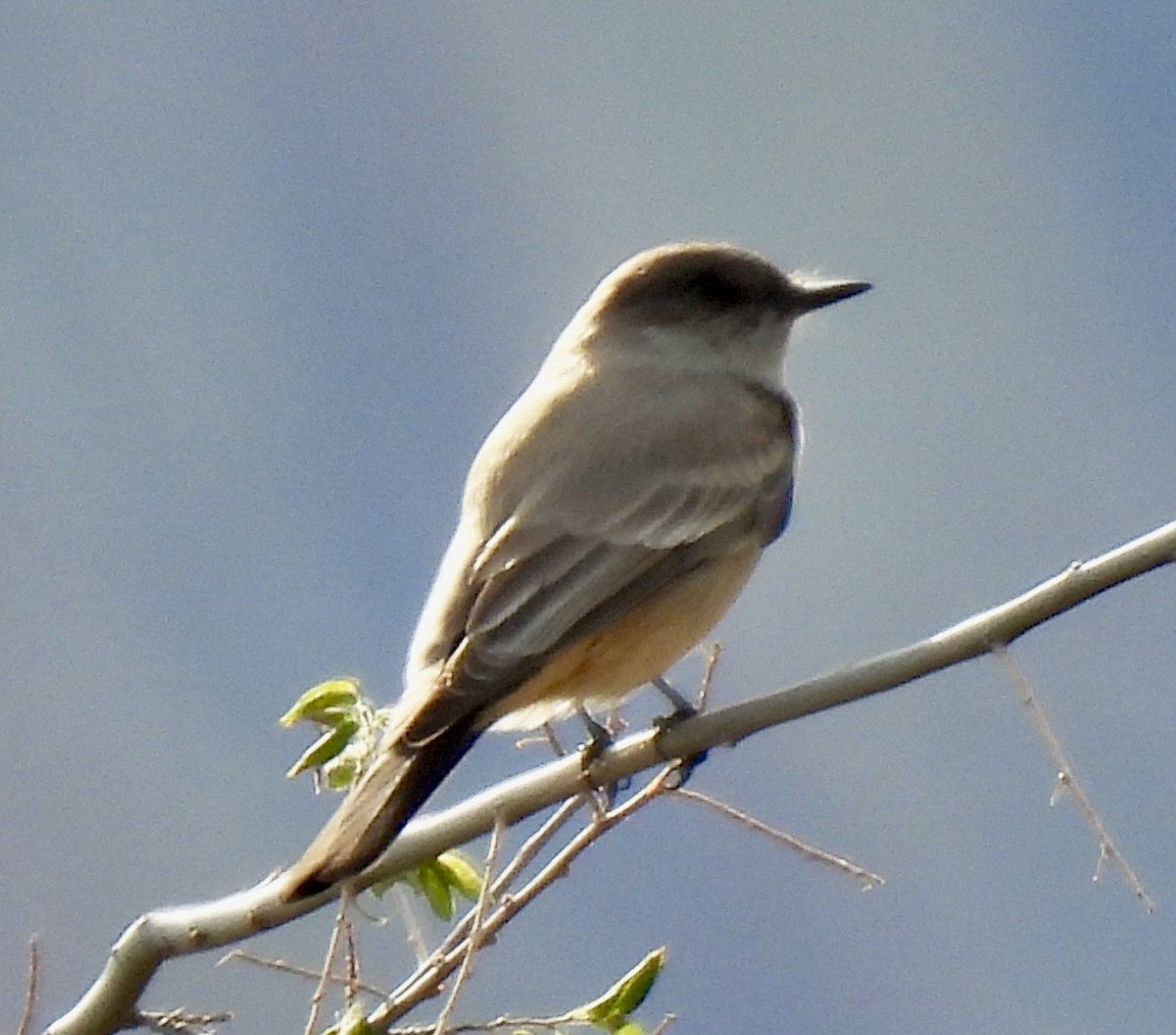 チャイロツキヒメハエトリ - ML645738990