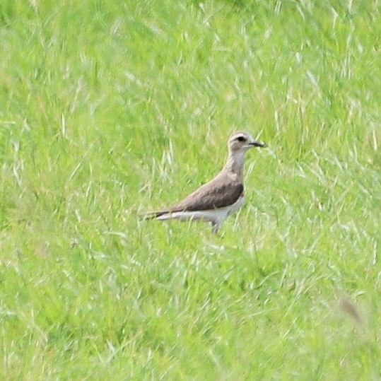 オオチドリ - ML645738993