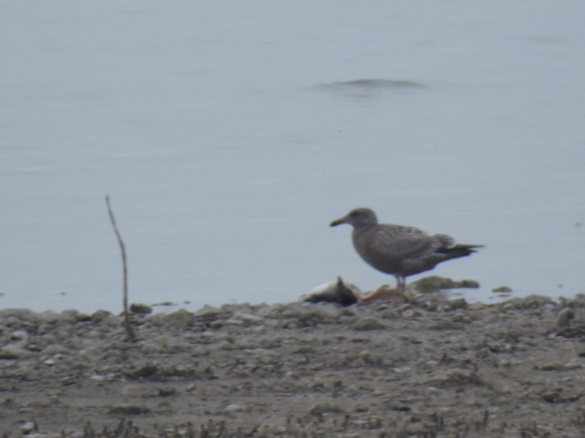 American Herring Gull - ML645738997