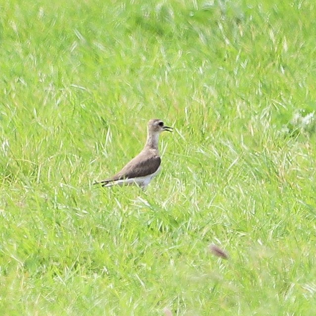 オオチドリ - ML645739002