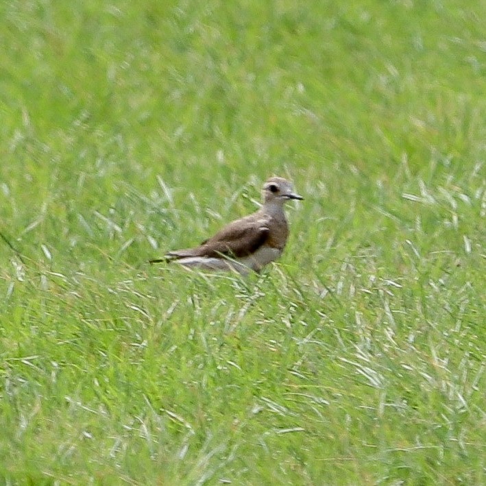 オオチドリ - ML645739003