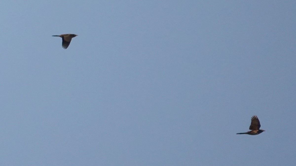 オオクロムクドリモドキ - ML645739004