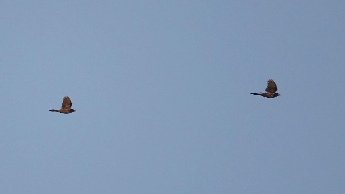 オオクロムクドリモドキ - ML645739005