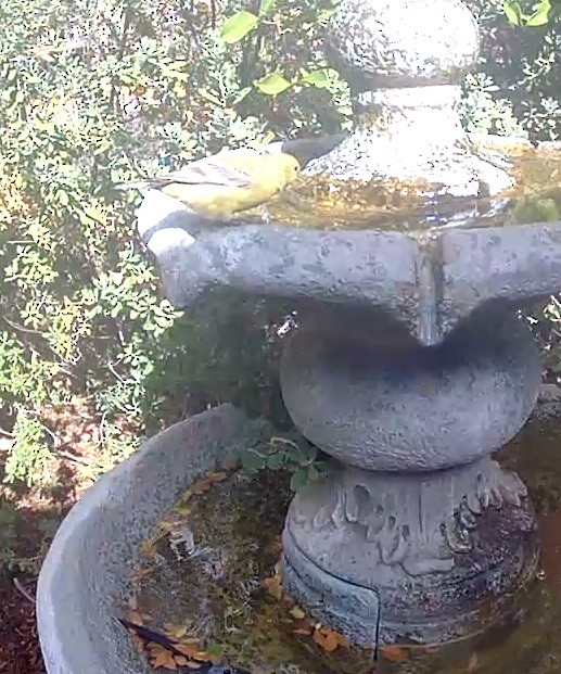 American Goldfinch - ML645739006