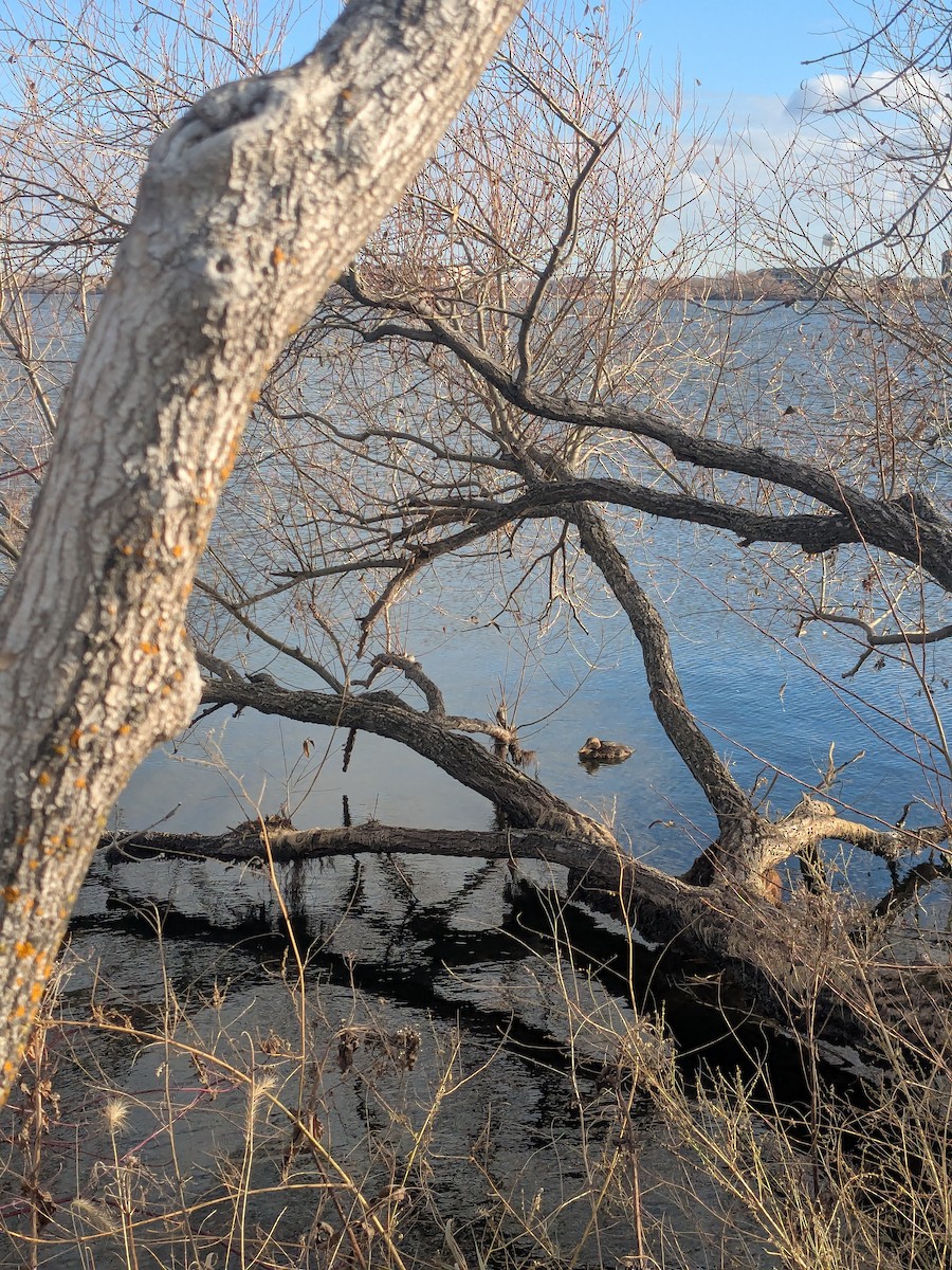 ホンケワタガモ - ML645739009