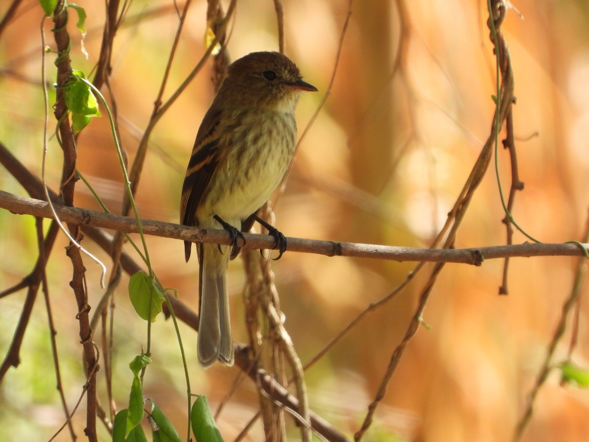 フタスジハエトリ - ML645739010