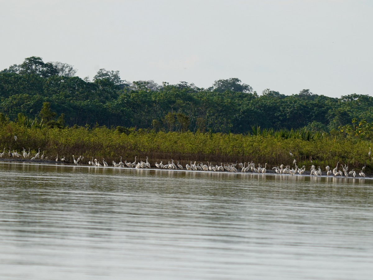 ダイサギ - ML645739011