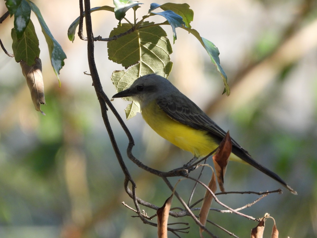 オリーブタイランチョウ - ML645739015