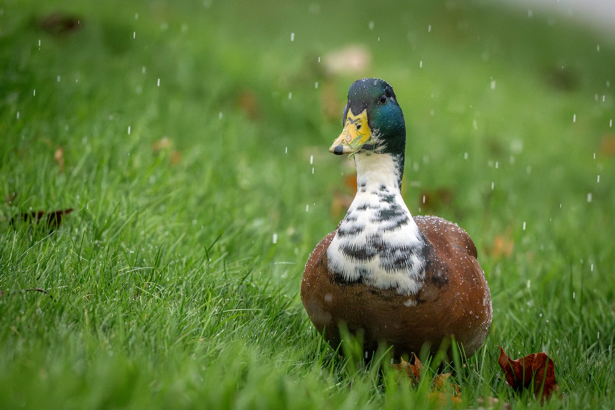 マガモ（アヒル、家畜） - ML645739016