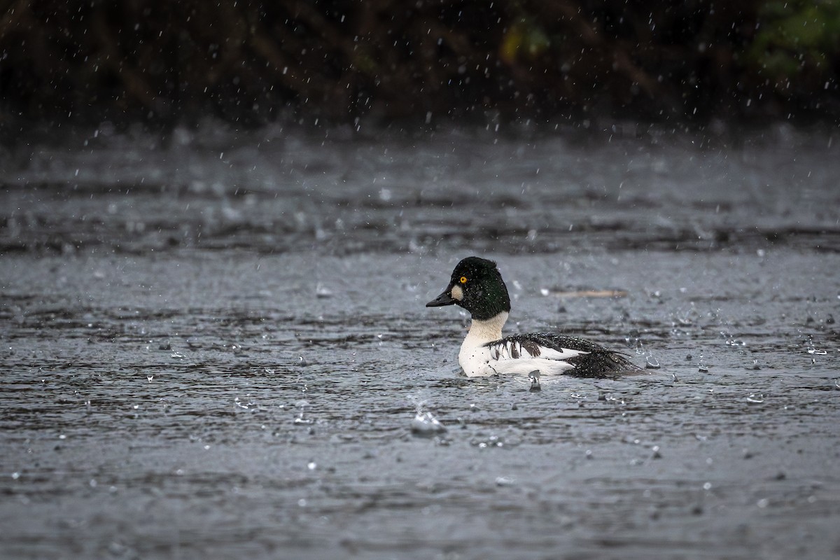 ホオジロガモ - ML645739020