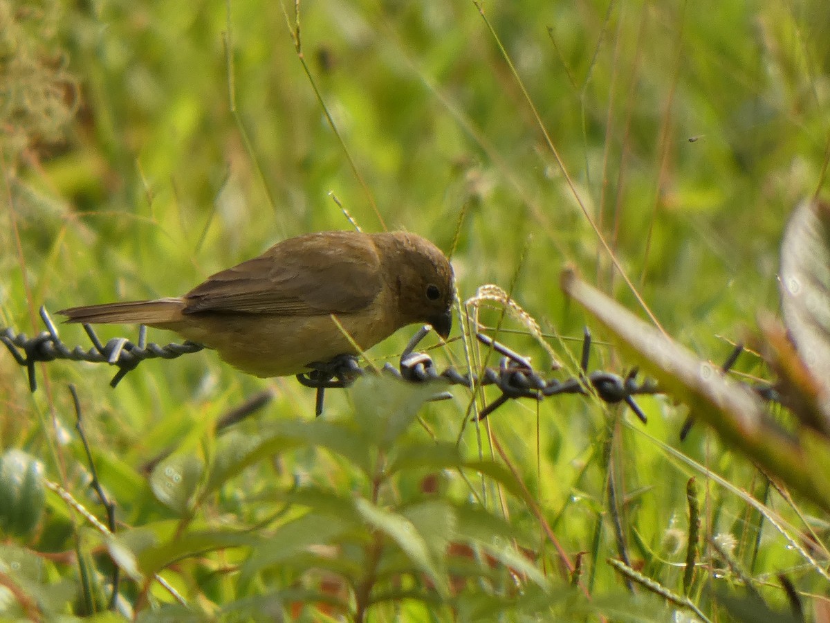 キバラヒメウソ - ML645739021