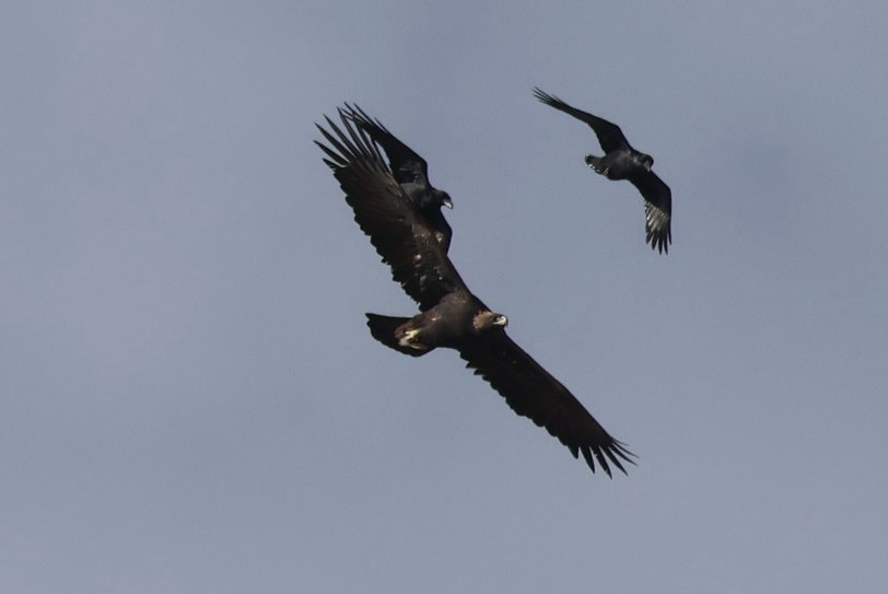 イヌワシ - ML645739022