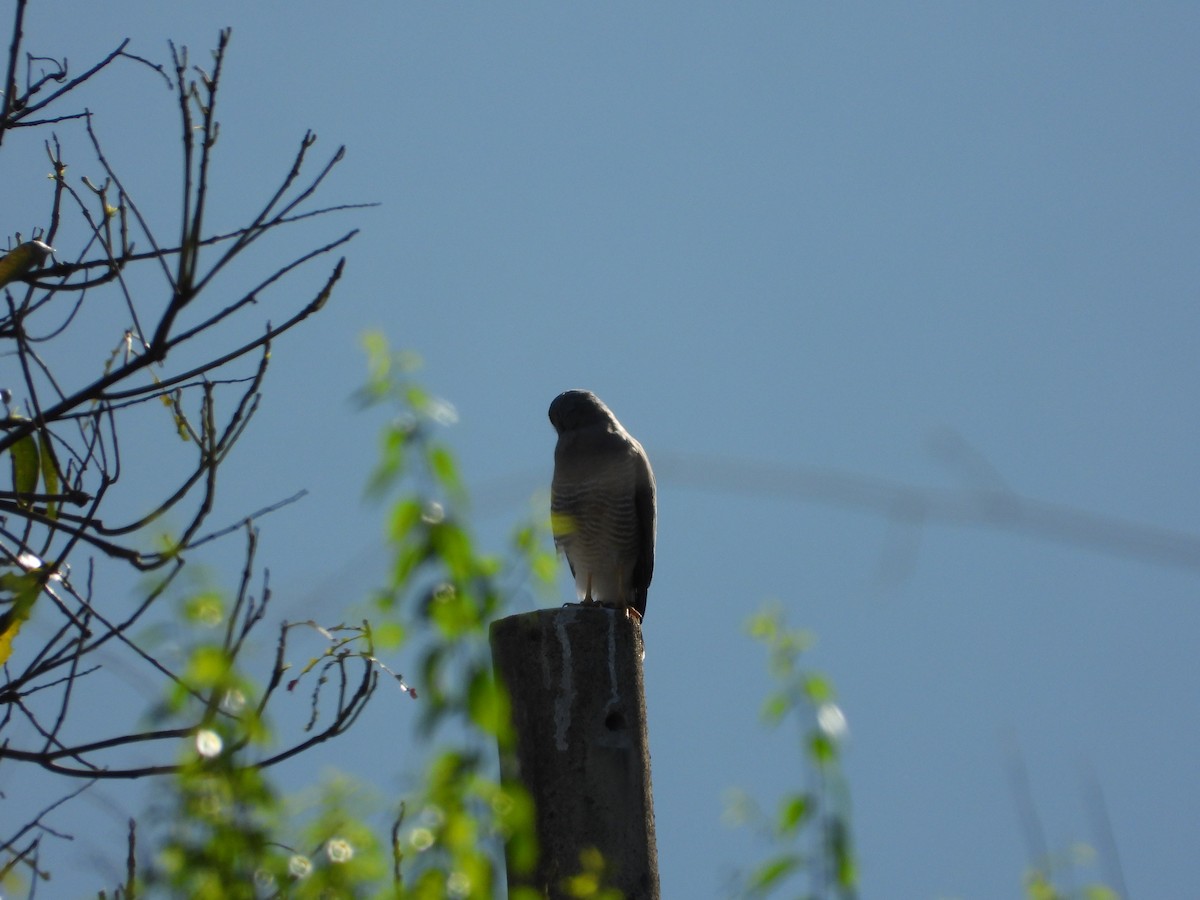 オオハシノスリ - ML645739026