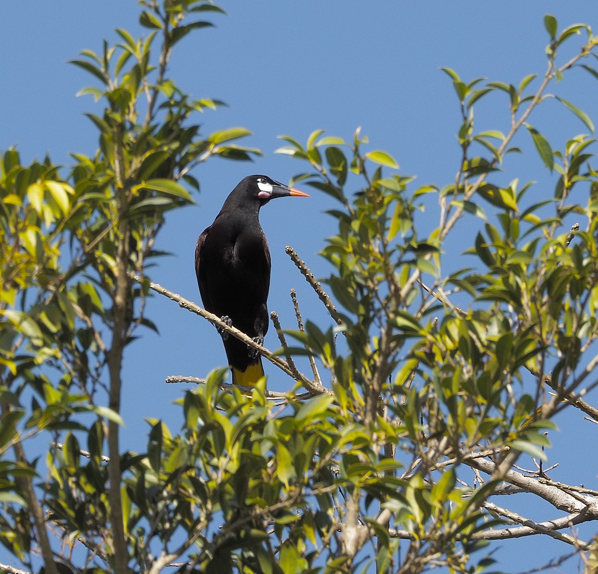 オオツリスドリ - ML645739027