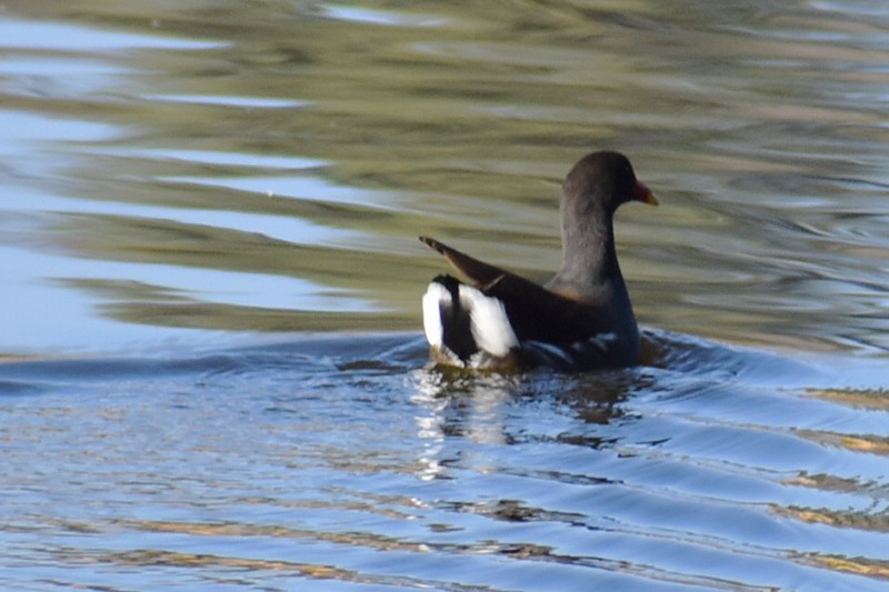 slípka americká - ML645739028