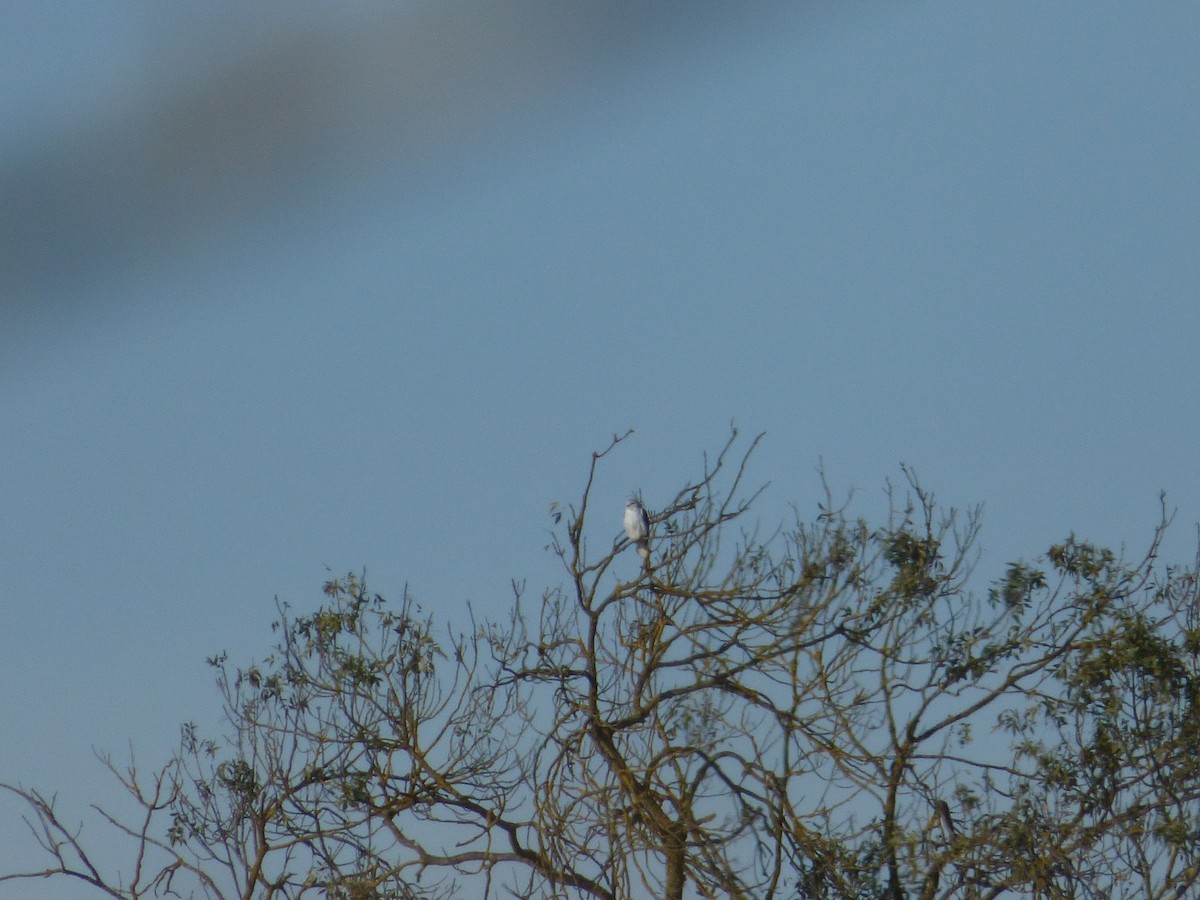Black-winged Kite - ML645739030