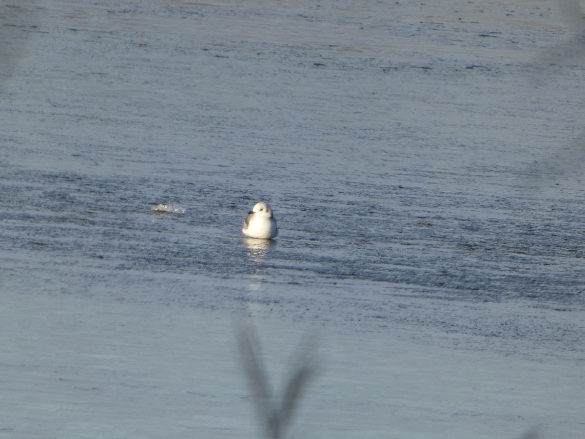 krykkje - ML645739036