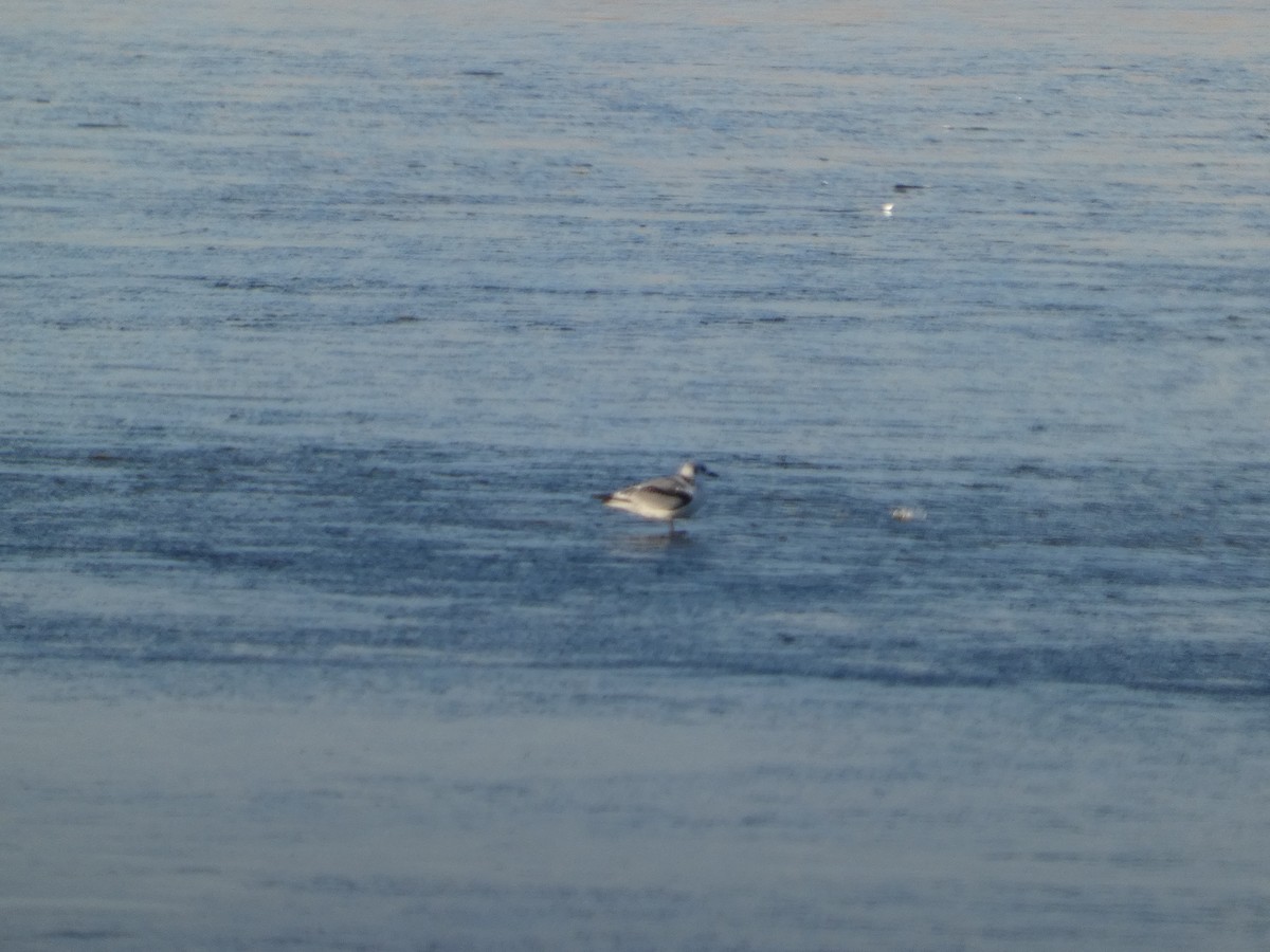 krykkje - ML645739037