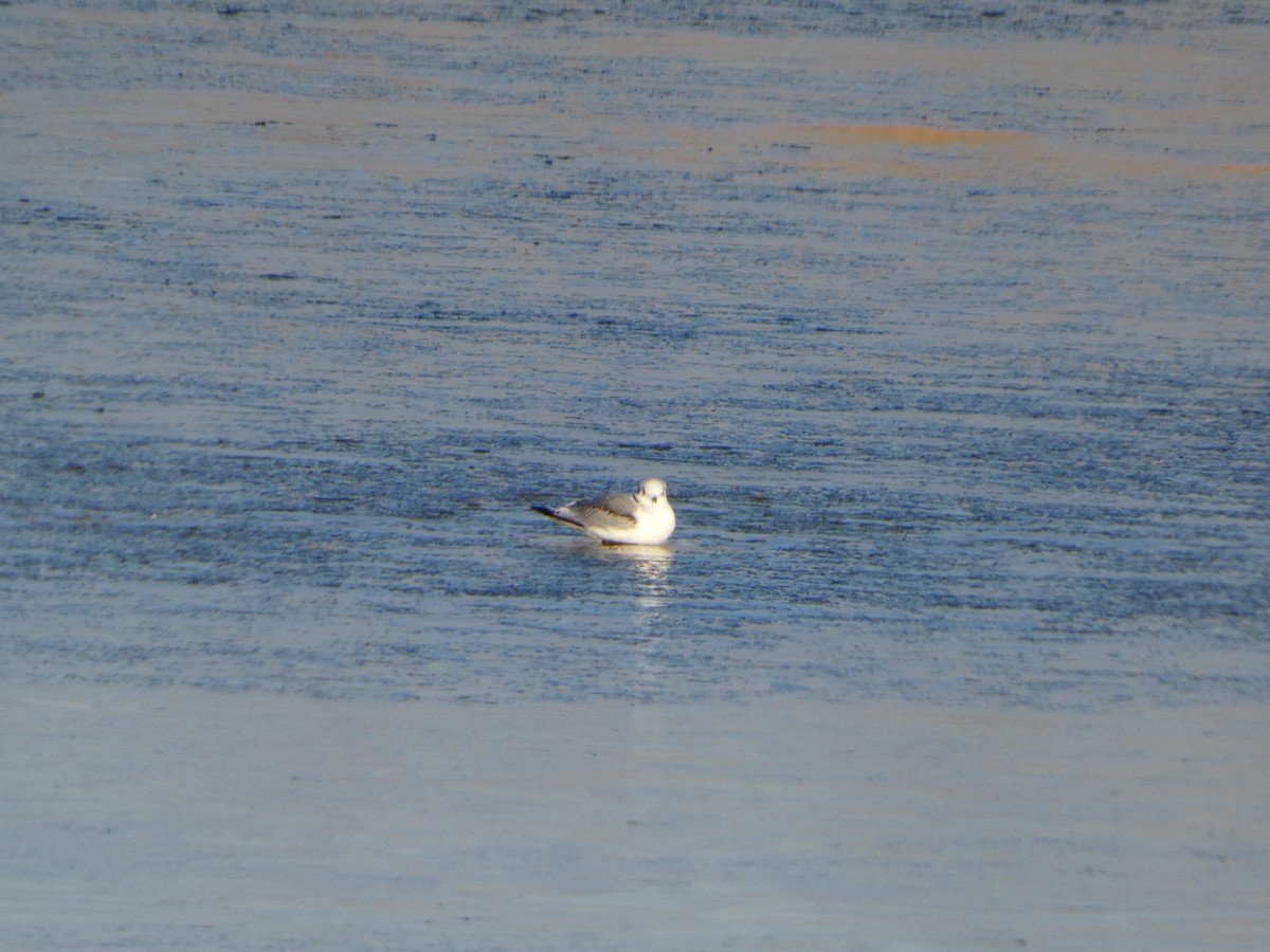 krykkje - ML645739038